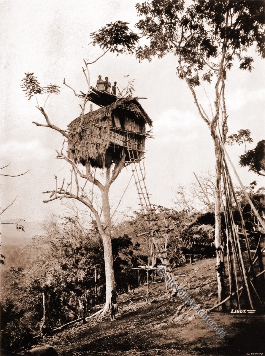Tree house, Koiari, village, Papua, New Guinea, J. W. Lindt