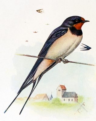 Rauchschwalbe, Hirundo rustica, Singvogel, Illustration,  Hausschwalbe, Gabelschwalbe, Schwalbe