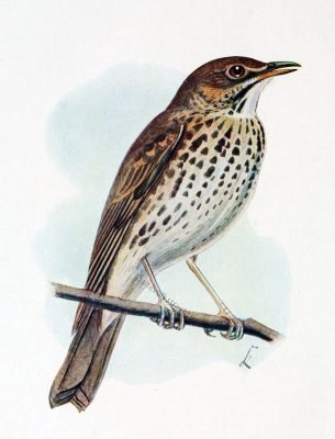 Singdrossel, Turdus philómelos Brm, Singvögel,