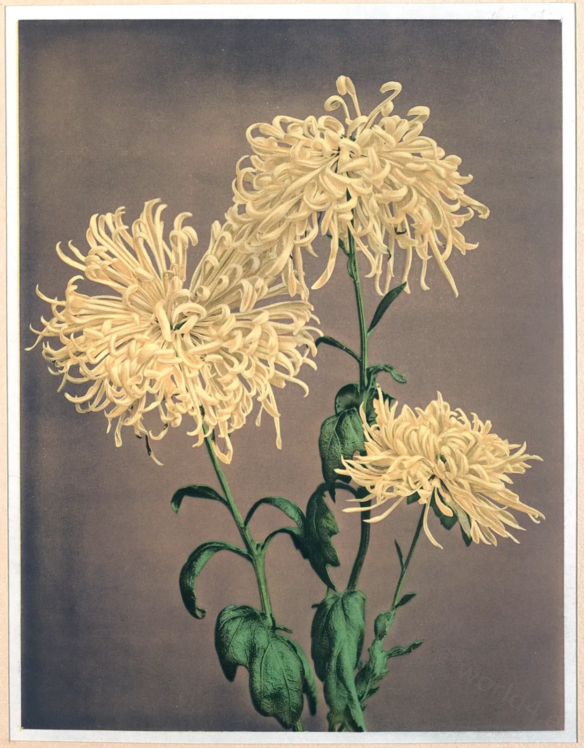 Kiku, Chrysantheme, Japan, Blumenkunst,