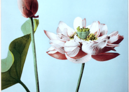 Lotus, Japan, Lotusblume,